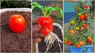 How to grow tomato tree at home from tomato fruit || Best & effective method for home gardening