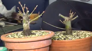 Making a small kaede maples from big trees
