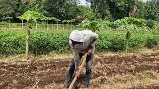 HOW TO EASILY PREPARE A CORN FIELD USING SIMPLE TRADITIONAL TOOLS! - Agriculture Farming