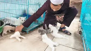 Cat farming in India
