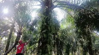 Meman mantap ketajaman sabit KEELAT.