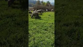 #deligibisevmek #ruhumuzdavar #keşfet #obirefsane&ccedil;oban #global #shortvideo#merinos#koyunculuk #halep