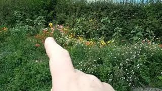 Super Sunflower
