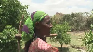Permaculture brings prosperity to Ethiopia's rural areas