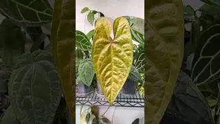 Anthurium Ingrid de Portill #aroidaddicts #aroids #aroidlover #aroids