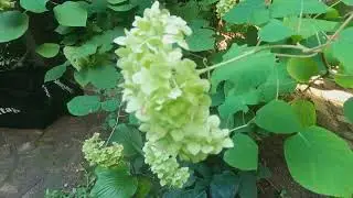 PART ONE DAY AT 6BC BOTANICAL GARDEN WALKING TOUR IN NEW YORK FREE PUBLIC PARK