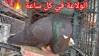توليعة جديدة👌 داخل السجنة #تحياتي لجميع الموالع♥️🇲🇦👍👍🕊️#اكسبلور  #pigeon  #طيور ...