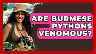 Are Burmese Pythons Venomous? - Reptilian Wonders