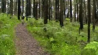 A walk in the Dandenongs