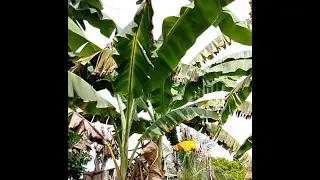 This is all Nature in our place #food #healthyfood #healthylifestyle #naturelovers  #nature