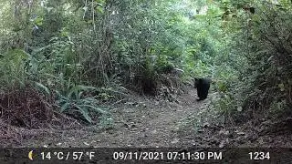Chipmunk Warning a Black Bear is Walking on Forest Trail Oregon Video