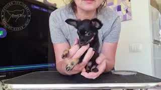 Russian Toy puppy training to stand