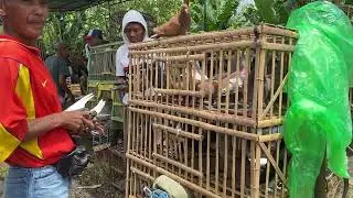 Pasaran Minggu Harga Burung Dara Merpati Balap Kolongan Giring Bandongan Magelang Terbaru 2026 