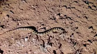 Tucson Shovel-nosed Snake