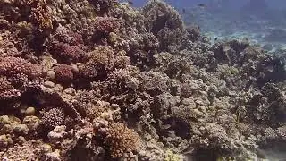 Hard coral garden