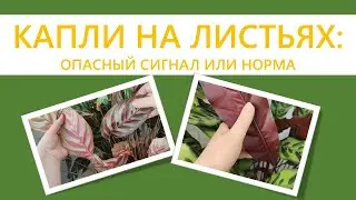 КАЛАТЕИ, СТРОМАНТЫ. Капли на листьях: гуттация или вредители?
