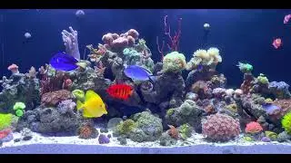 Reef Tank 100. 4K Mixed Reef Tank Video. Meditation Video. Precise Color Palette. Relaxing Music.