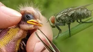 We removed the botfly larvae parasitizing baby birds!