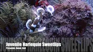 Juvenile Harlequin Sweetlips @AmedBuddhaDiving