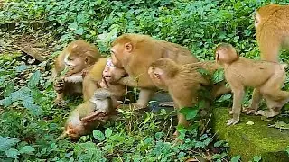 It's real life abandoned monkeys, many kids reported to Ashley why mum decides doing that to Libby