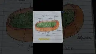 mitochondria easy diagram #mitochondria #diagram #easydiagram #sciencediagrams #educationalvideo
