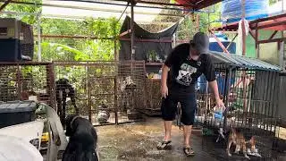 LINIS KENNEL, FEEDING GREAT DANE, BEAGLES part 10