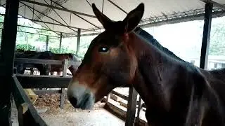 HORA DEL DESAYUNO 