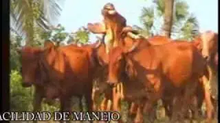 INDUBRASIL ROJO VIDEO 1.wmv