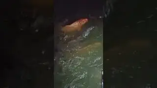 🐟Big fish in the pond, Ranchi, Jharkhand 🐟🐟🐟🐟🐟🐟🐟🐟