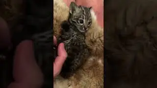 6 week old Geoffroy&rsquo;s kitten.