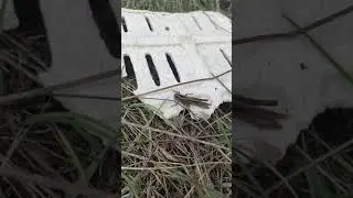 GRILLO O CICALA?