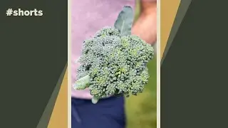 When to pick broccoli #shorts