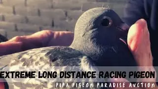 Extreme Long Distance Racing Pigeon For Sale | Pipa Pigeons Paradise Auction | Racer Kabootar