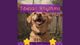 Calm and Content Dogs