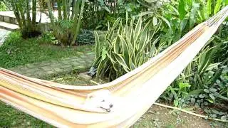 Jack in his hammock.MOV