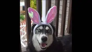 Siberian Husky thinks he is Bad Bunny