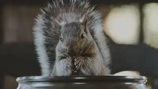 lofi study and focus in nature - snacking squirrel (boco)