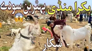 Lalukhet Bakra Mandi Me Qurbani 2026 ka Bakra Latest update | 26- January- 2026 |  Bakra Mandi