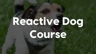 Reactive Dog Course with Traci Madson CPDT-KA