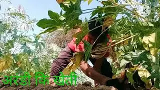arandi #agriculture