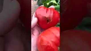 Warning:Always check your Vegetables before Cooking.