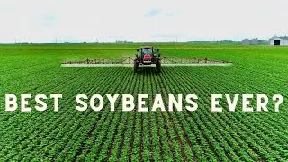100 Bushel SOYBEANS?!? | Spraying with a CASE IH Patriot!