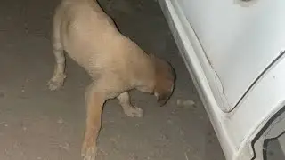 😱 homeless street dog dog lovers please come on guys so sweet dogs imandar innocent puppies video 🐕🐕