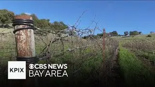 New state law will levy fines against landowners who leave vineyards abandoned