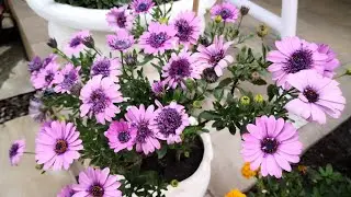 Unbelievable Beauty Of Cape Marguerite 2024 #daisy #purple #capetown #multicolor #beautiful #fyp