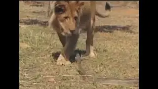 African Rock Python vs Male Lion
