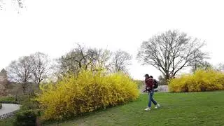 NYC LIFE 2021 | CENTRAL PARK SPRING TOUR -- SHEEP MEADOW APR 14