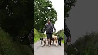 How I Walk So Many Dogs At Once
