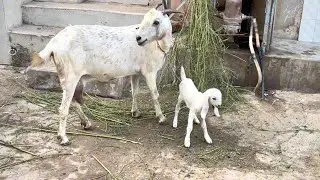 Exploring Village Life: Sweet Bond Between Mother Goat and Kid || #villagelife #asmrvideo #animals