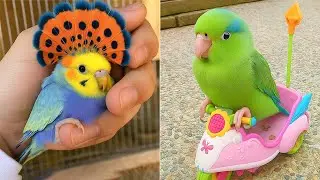 Smart And Funny Parrots Parrot Talking Videos Compilation (2026) - Cute Birds #4